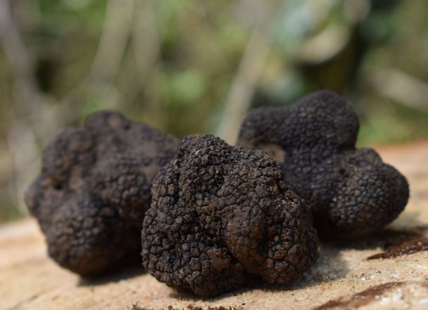 truffe de bourgogne tuber uncinatum
