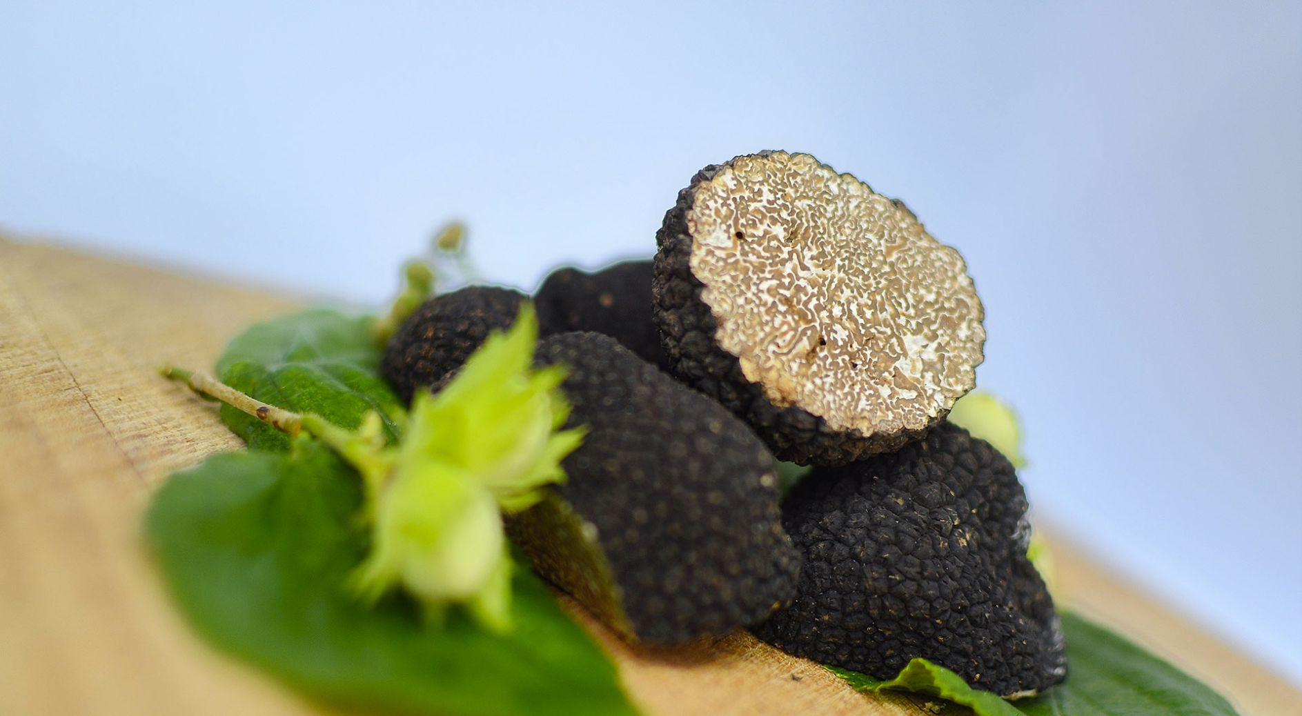 truffe de bourgogne tuber uncinatum