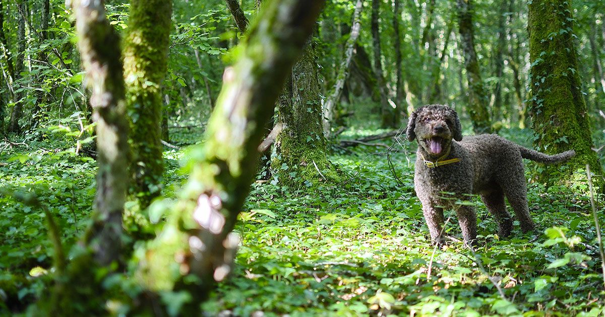 Cavage des truffes avec Lagoto