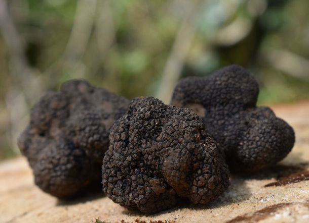 truffe de bourgogne tuber uncinatum